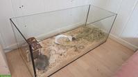 Teddyhamster mit Käfig zu verschenken