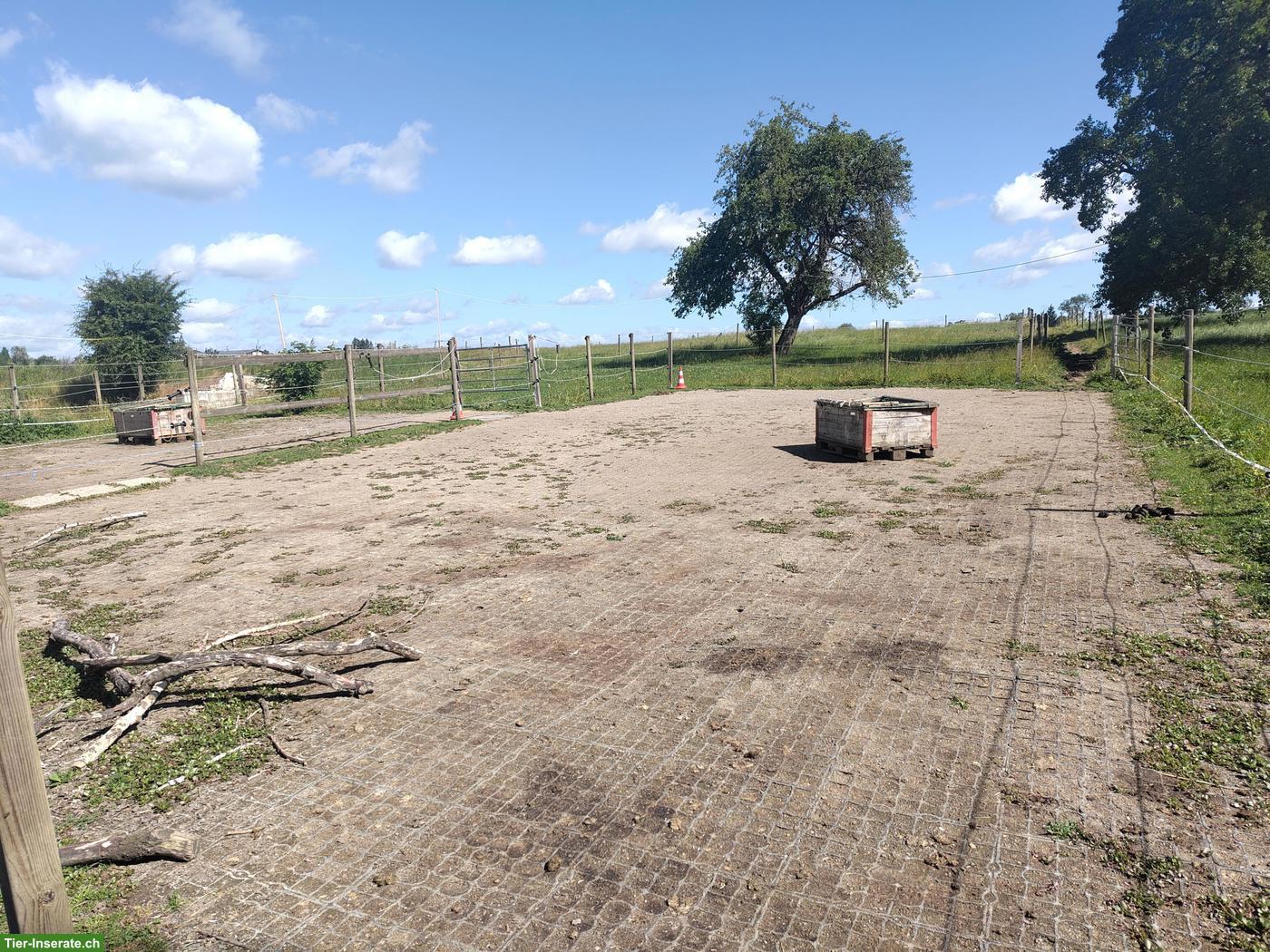 Bild 2: Offenstallplatz frei in Bänikon TG