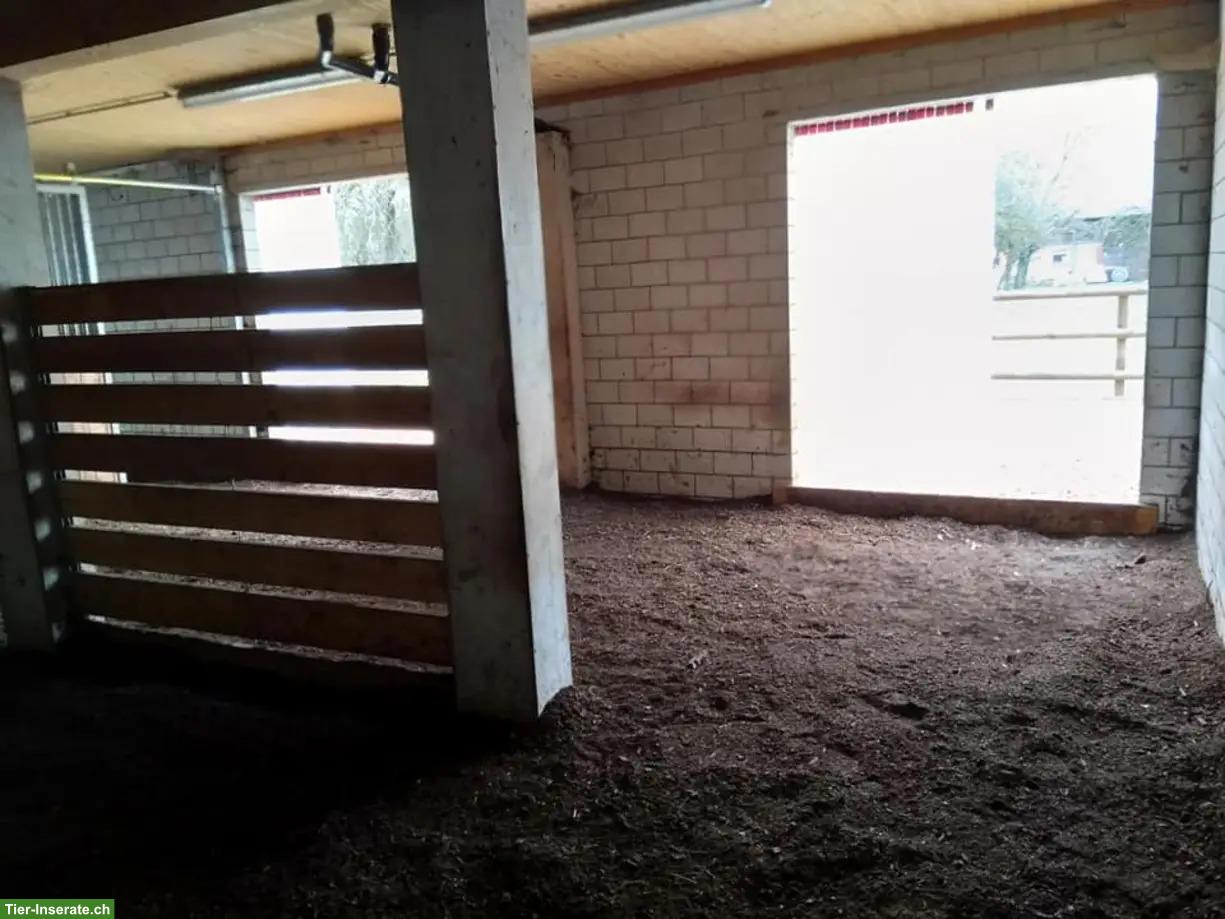 Bild 5: Offenstallplatz frei in Bänikon TG