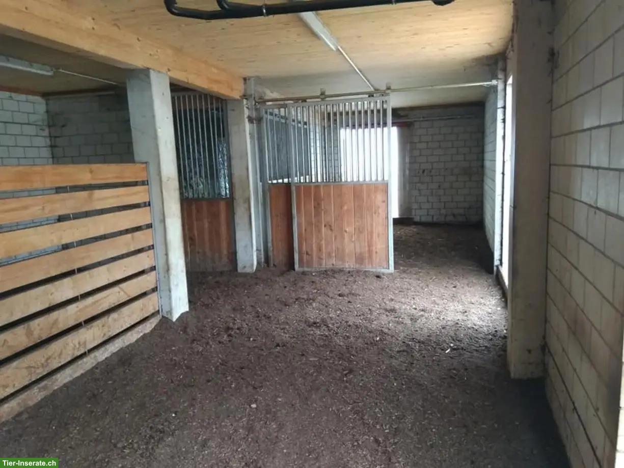 Bild 6: Offenstallplatz frei in Bänikon TG