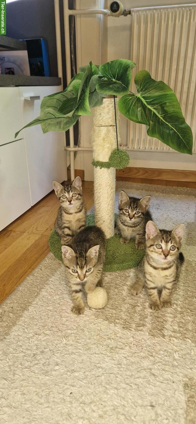 3 junge getigerte Kätzchen (Kater) abzugeben