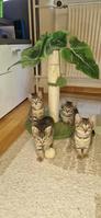 3 junge getigerte Kätzchen (Kater) abzugeben