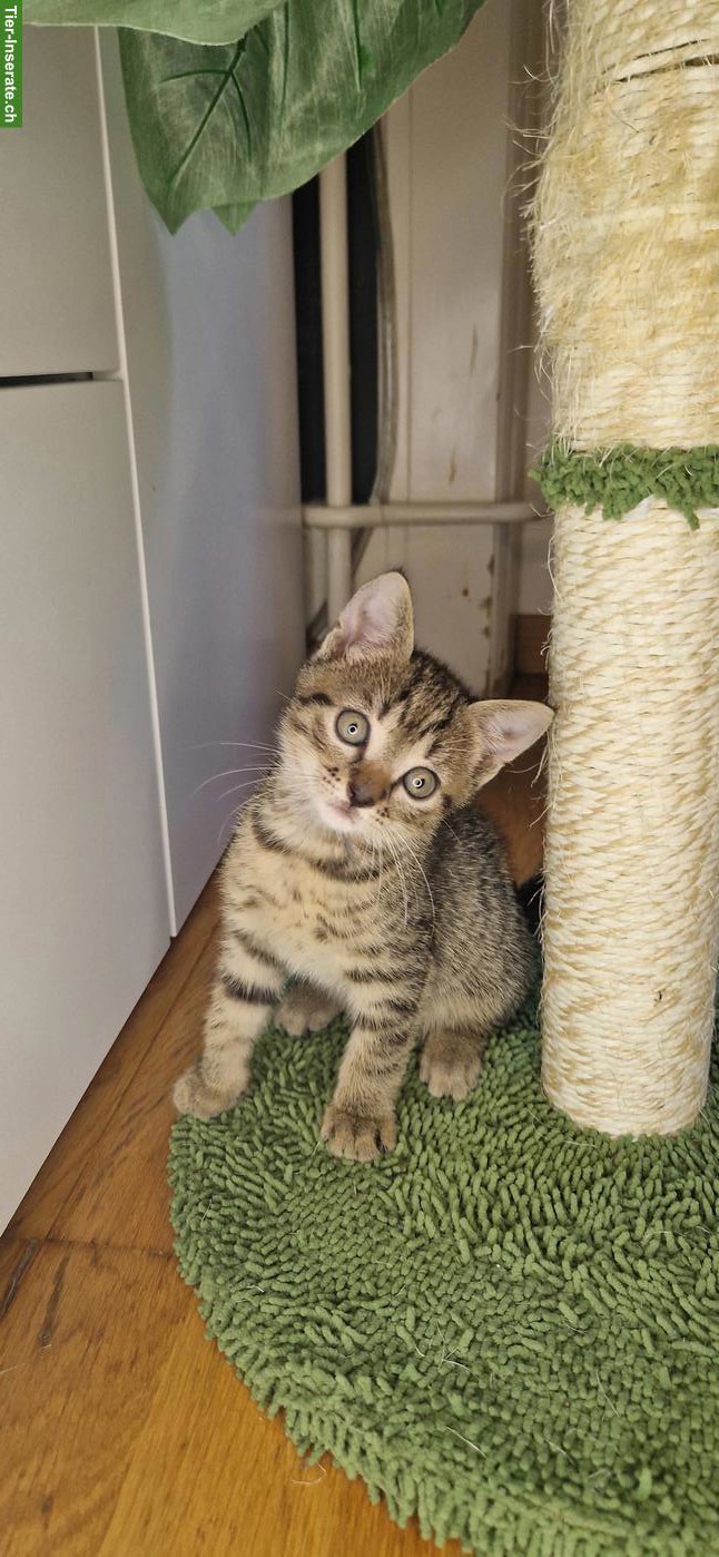 Bild 2: 3 junge getigerte Kätzchen (Kater) abzugeben