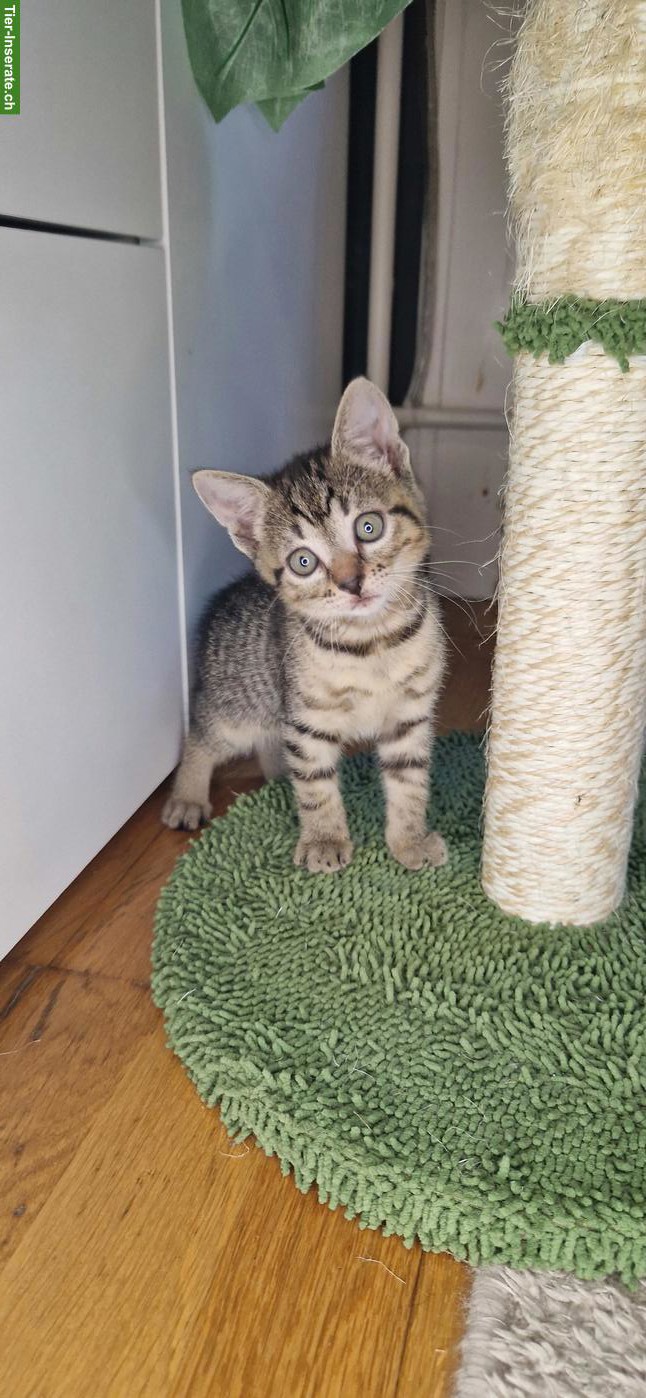 Bild 3: 3 junge getigerte Kätzchen (Kater) abzugeben