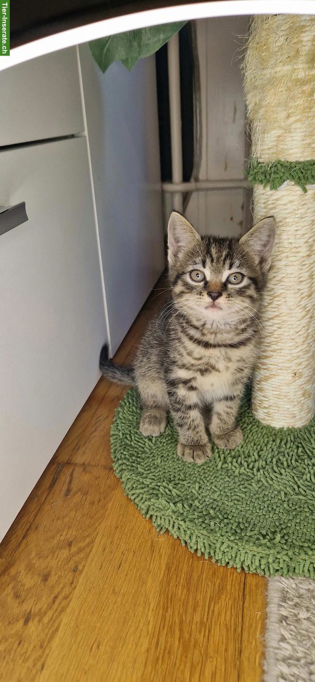 Bild 4: 3 junge getigerte Kätzchen (Kater) abzugeben