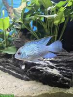 Electric Blue Akara Nachwuchs, Blaupunktbuntbarsche abzugeben