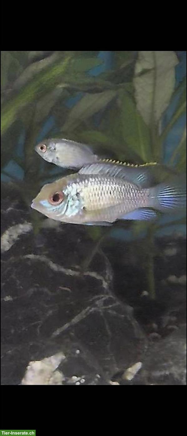 Bild 2: Electric Blue Akara Nachwuchs, Blaupunktbuntbarsche abzugeben
