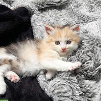 Norwegische Waldkatze Mix Langhaarkatzen