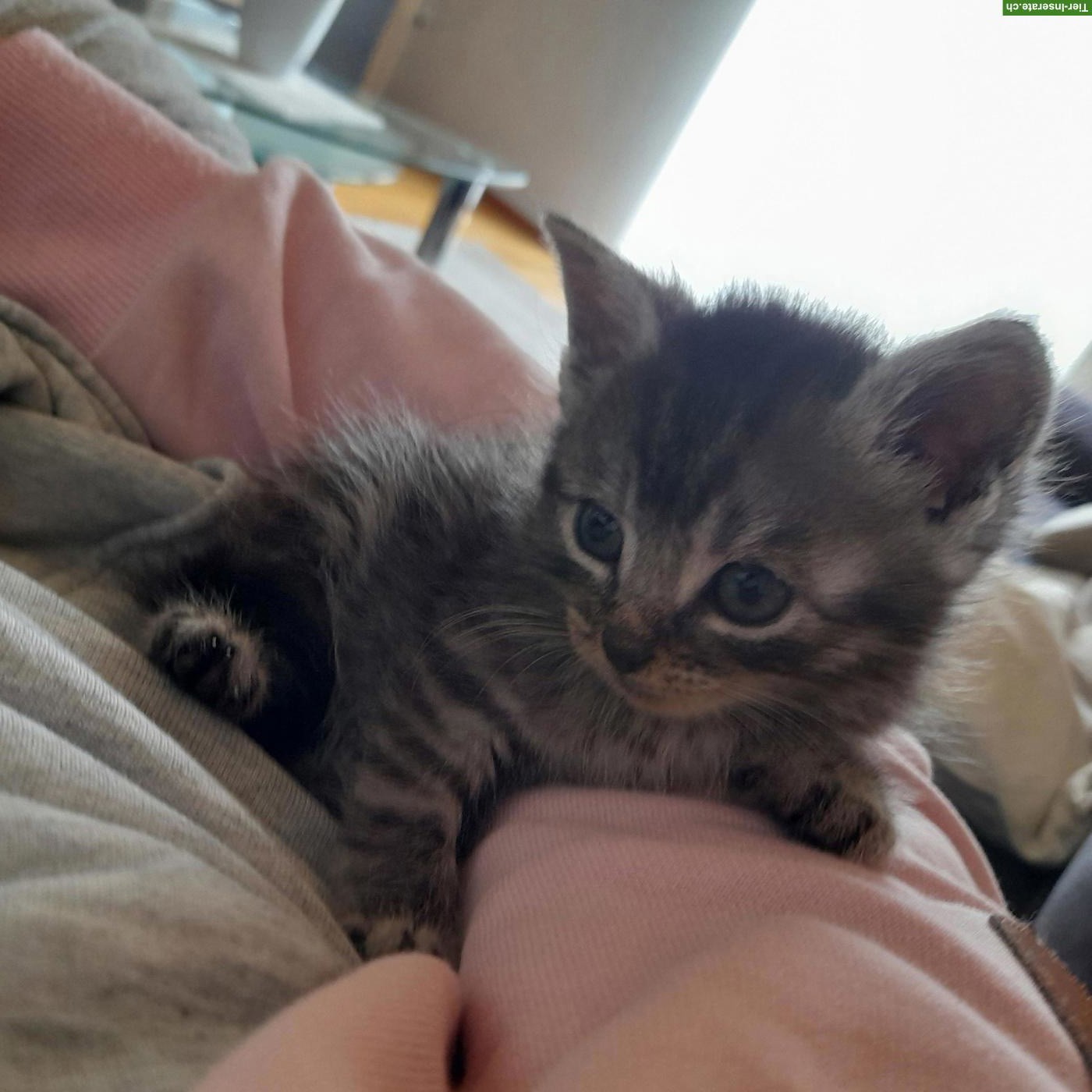 Bild 2: Norwegische Waldkatze Mix Langhaarkatzen