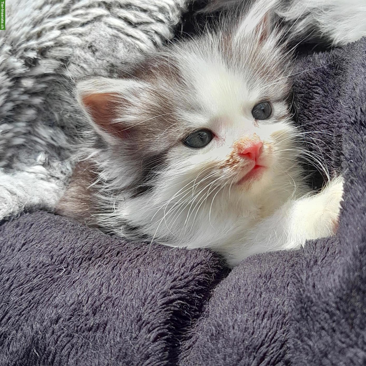 Bild 3: Norwegische Waldkatze Mix Langhaarkatzen
