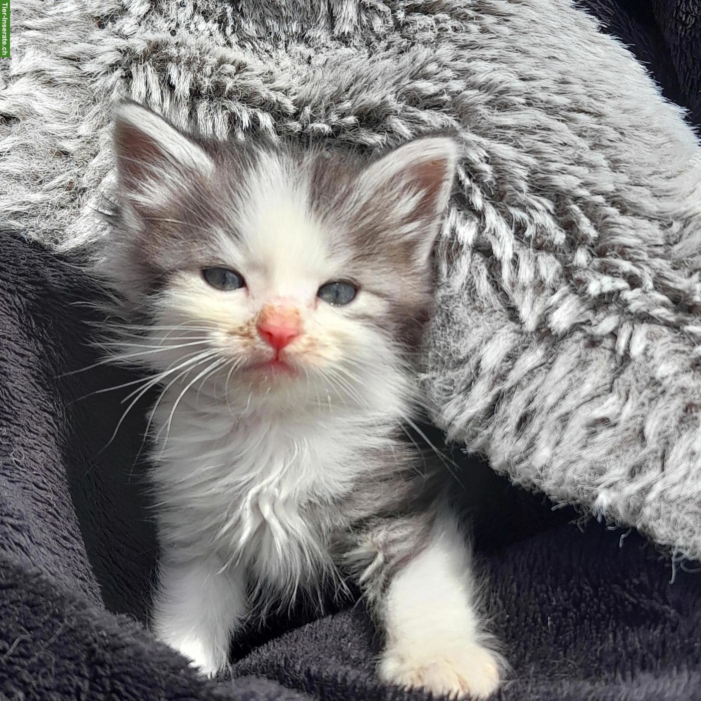 Bild 4: Norwegische Waldkatze Mix Langhaarkatzen