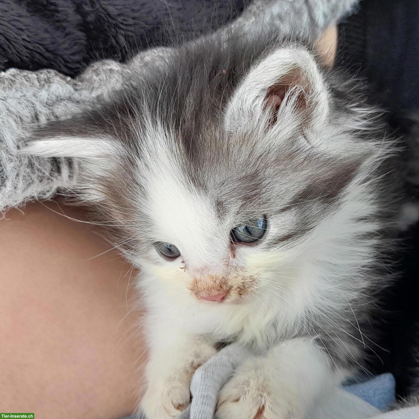 Bild 5: Norwegische Waldkatze Mix Langhaarkatzen
