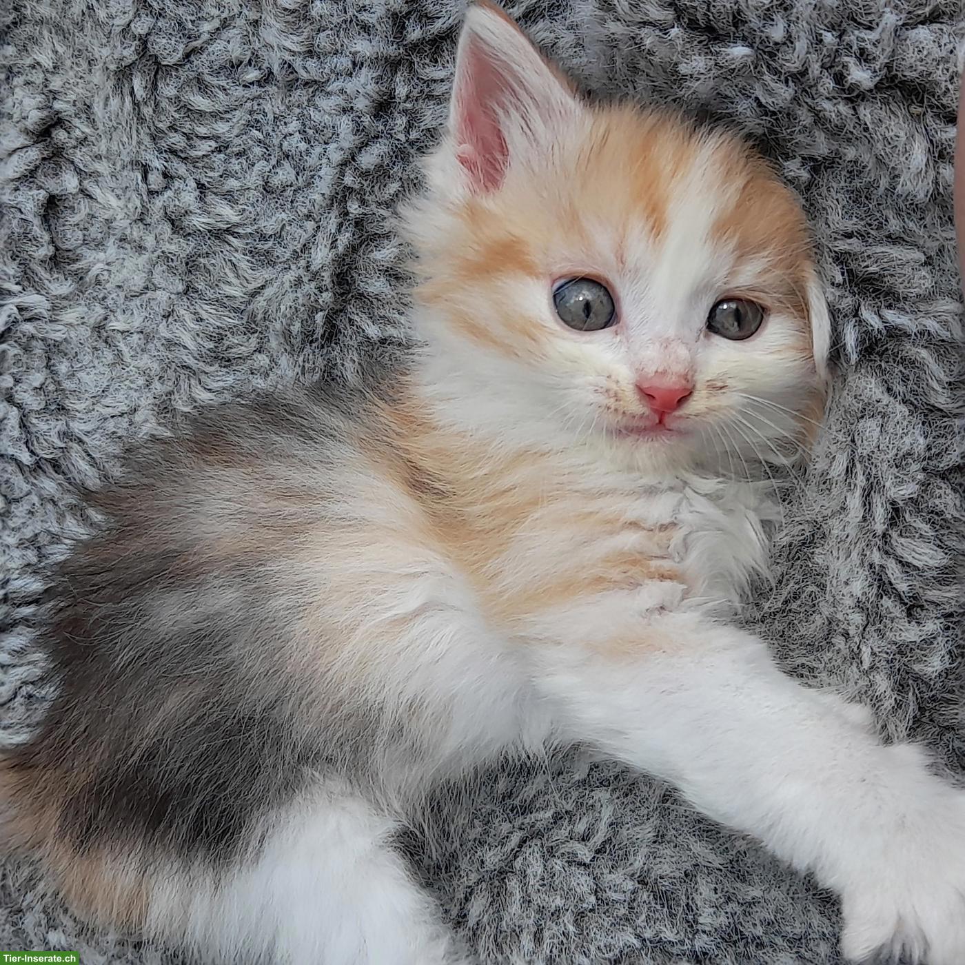 Bild 6: Norwegische Waldkatze Mix Langhaarkatzen