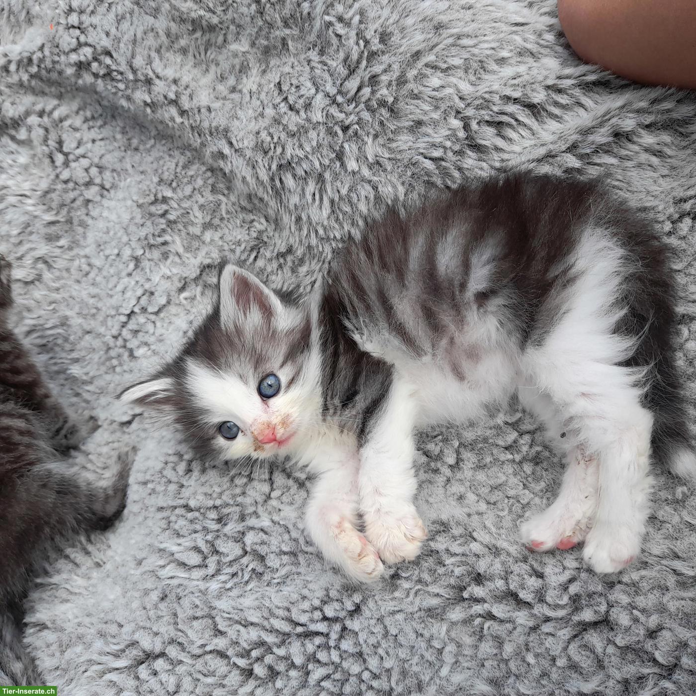Bild 7: Norwegische Waldkatze Mix Langhaarkatzen