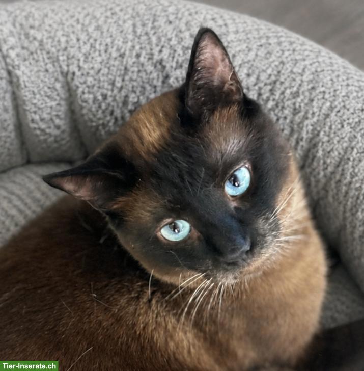 Katze Narya, kleine Kämpferin sucht ihr Glück als Einzelprinzessin