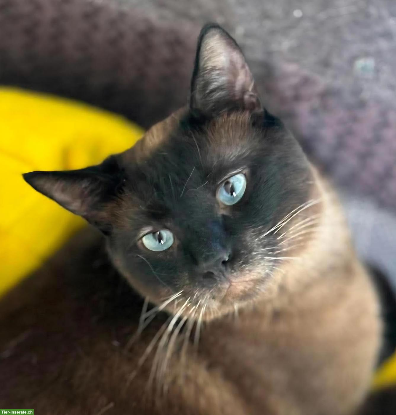Bild 2: Katze Narya, kleine Kämpferin sucht ihr Glück als Einzelprinzessin