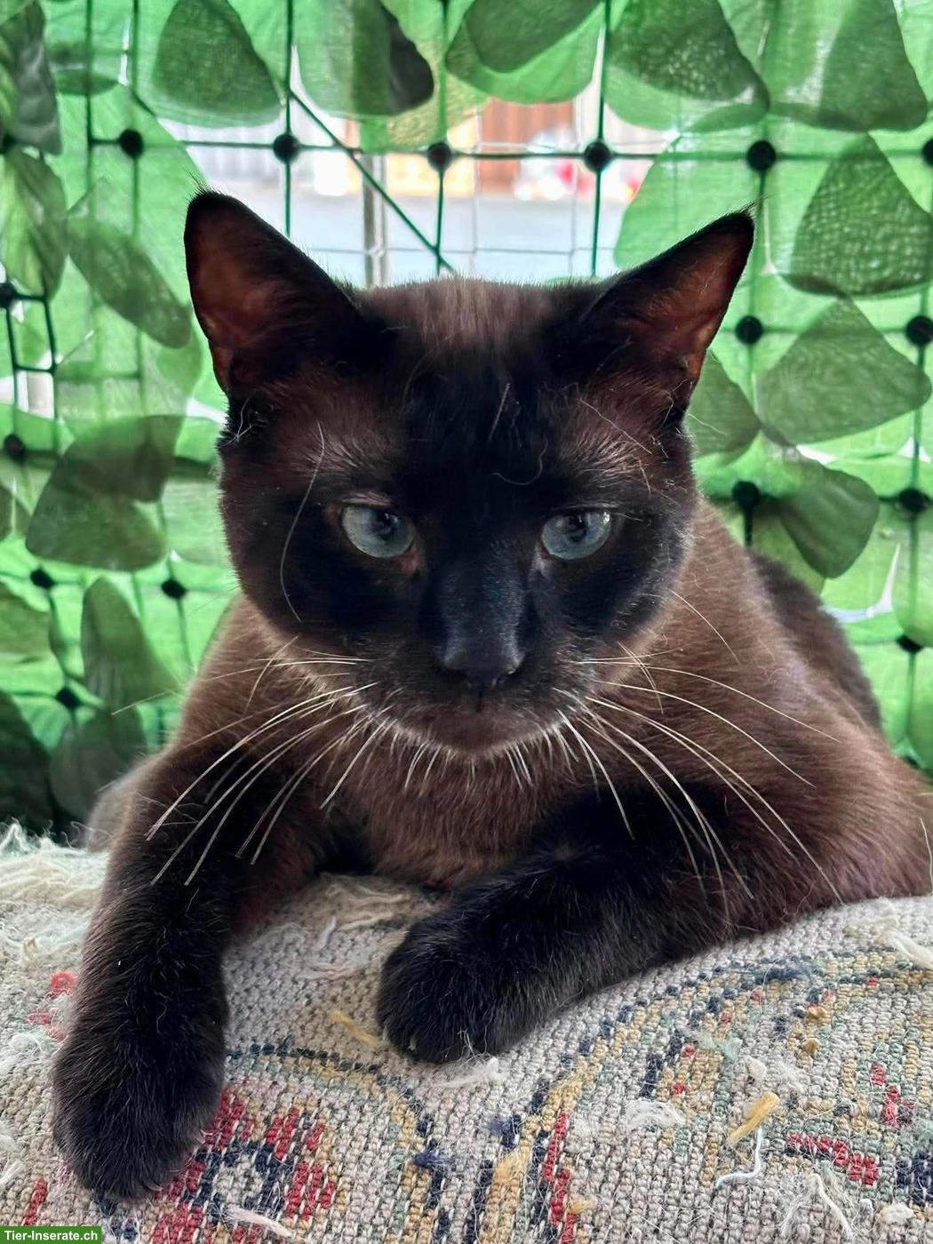 Bild 3: Katze Narya, kleine Kämpferin sucht ihr Glück als Einzelprinzessin