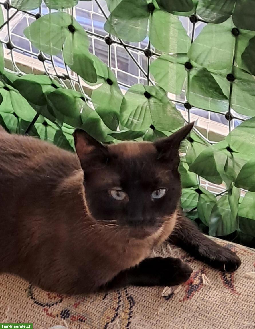 Bild 4: Katze Narya, kleine Kämpferin sucht ihr Glück als Einzelprinzessin