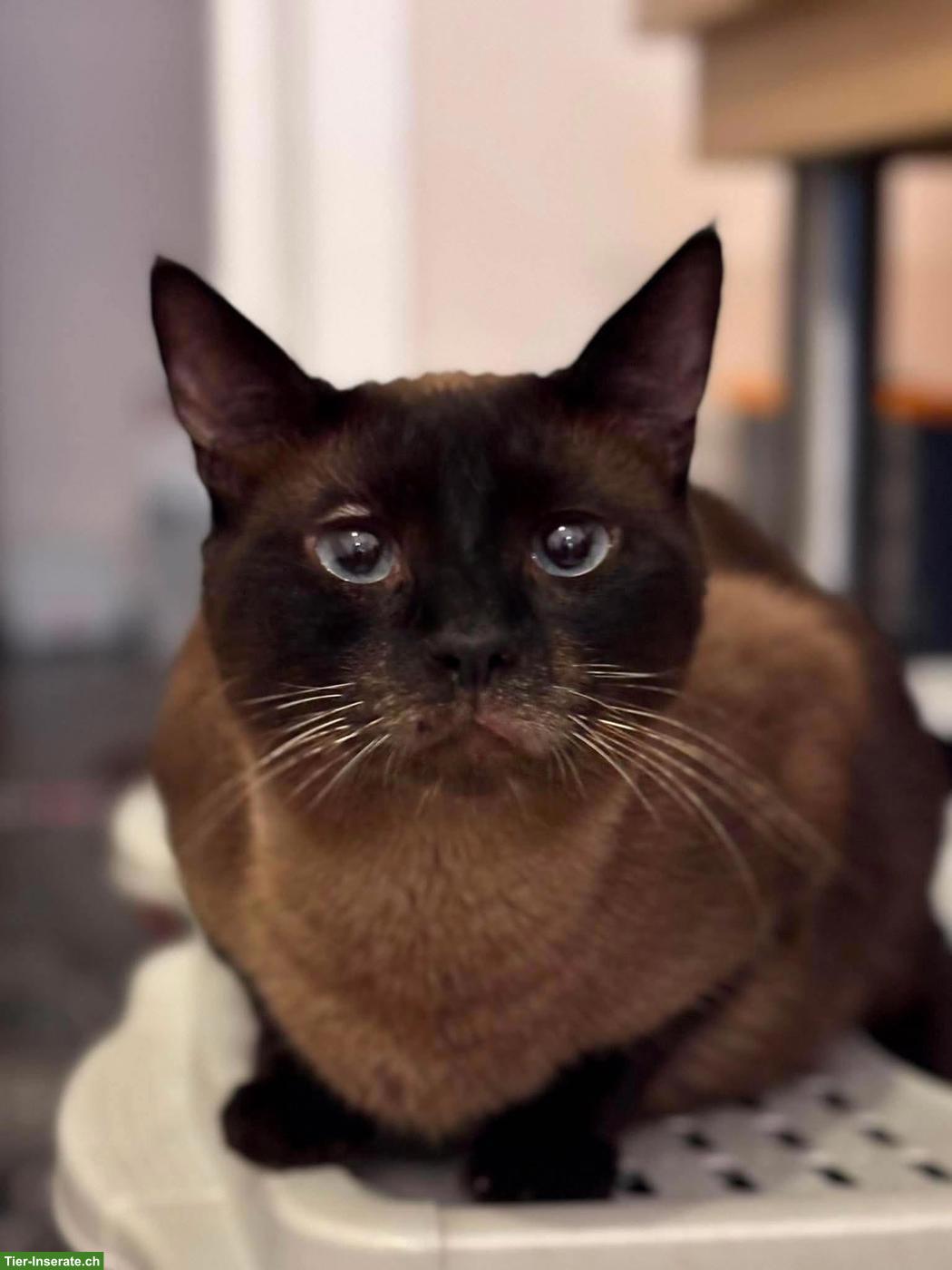 Bild 5: Katze Narya, kleine Kämpferin sucht ihr Glück als Einzelprinzessin
