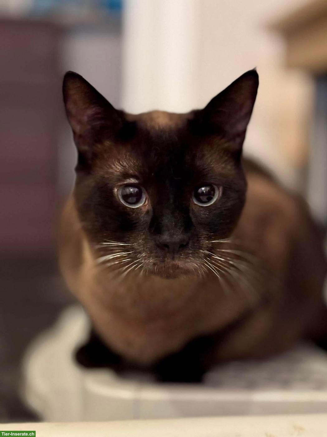 Bild 6: Katze Narya, kleine Kämpferin sucht ihr Glück als Einzelprinzessin