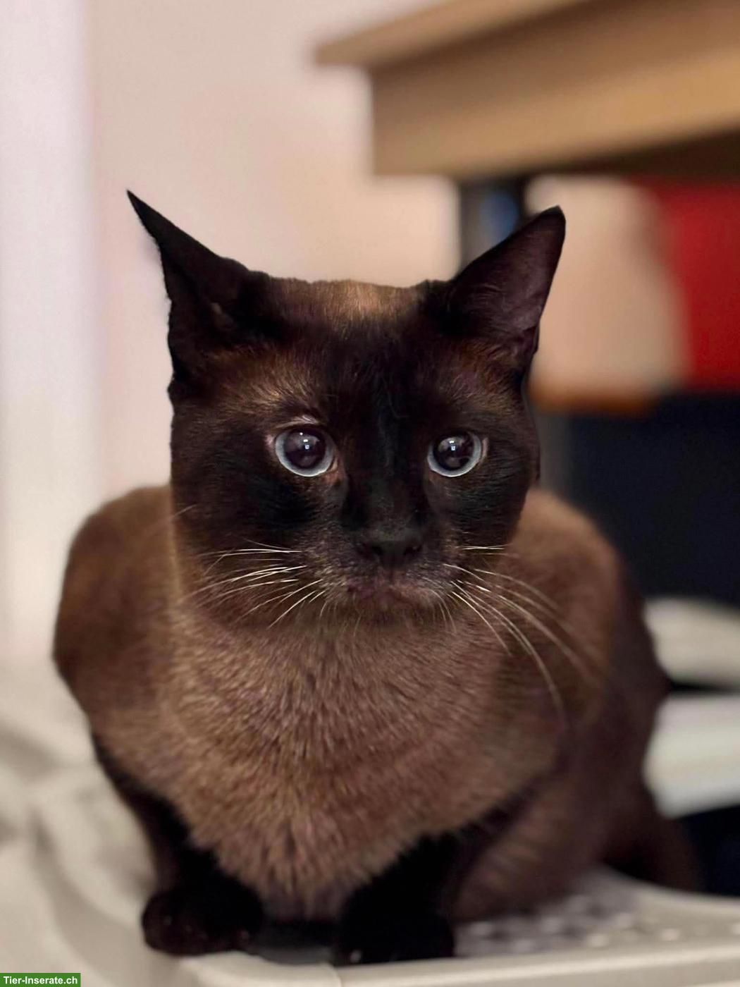 Bild 7: Katze Narya, kleine Kämpferin sucht ihr Glück als Einzelprinzessin