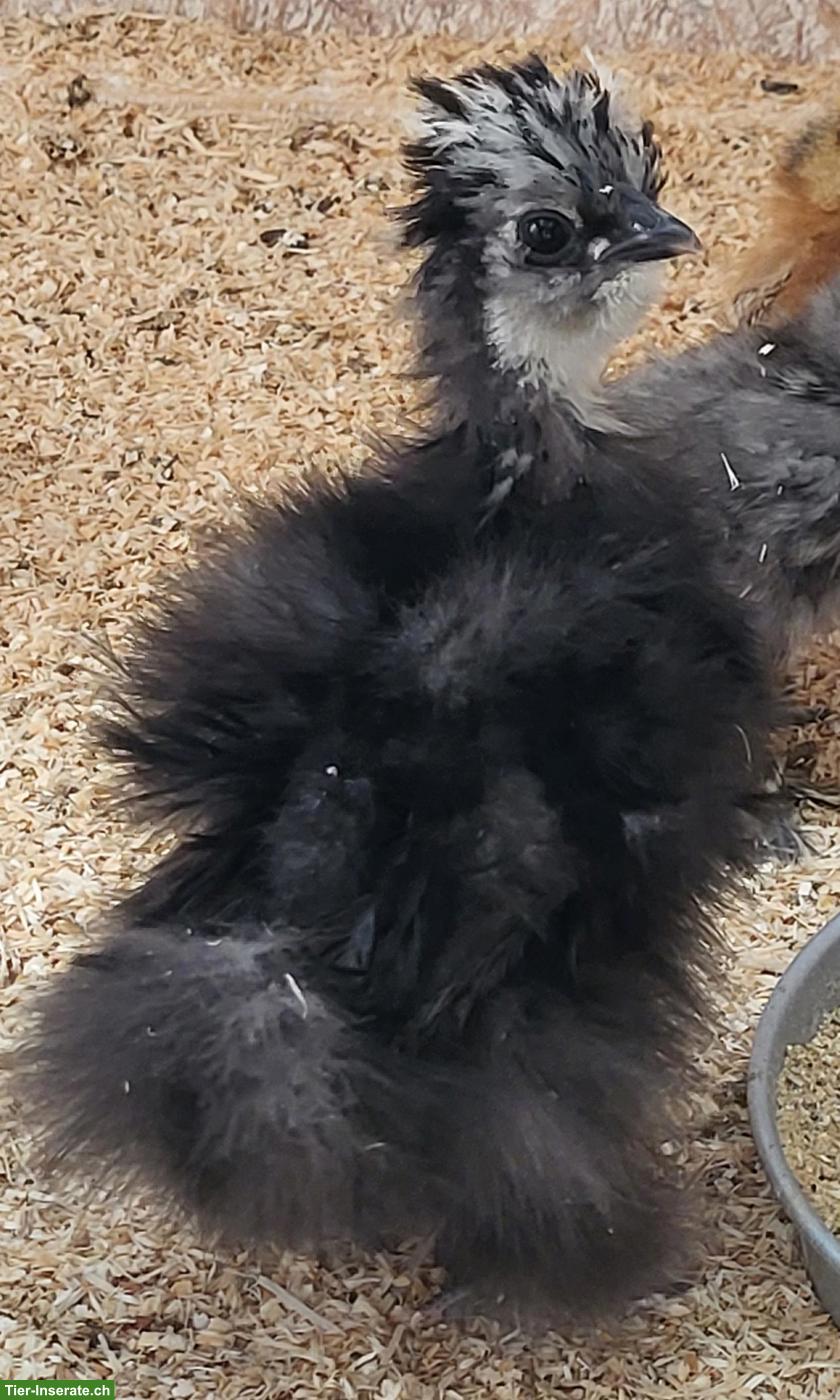 US Silkies Hennen, blau & blau-mottled