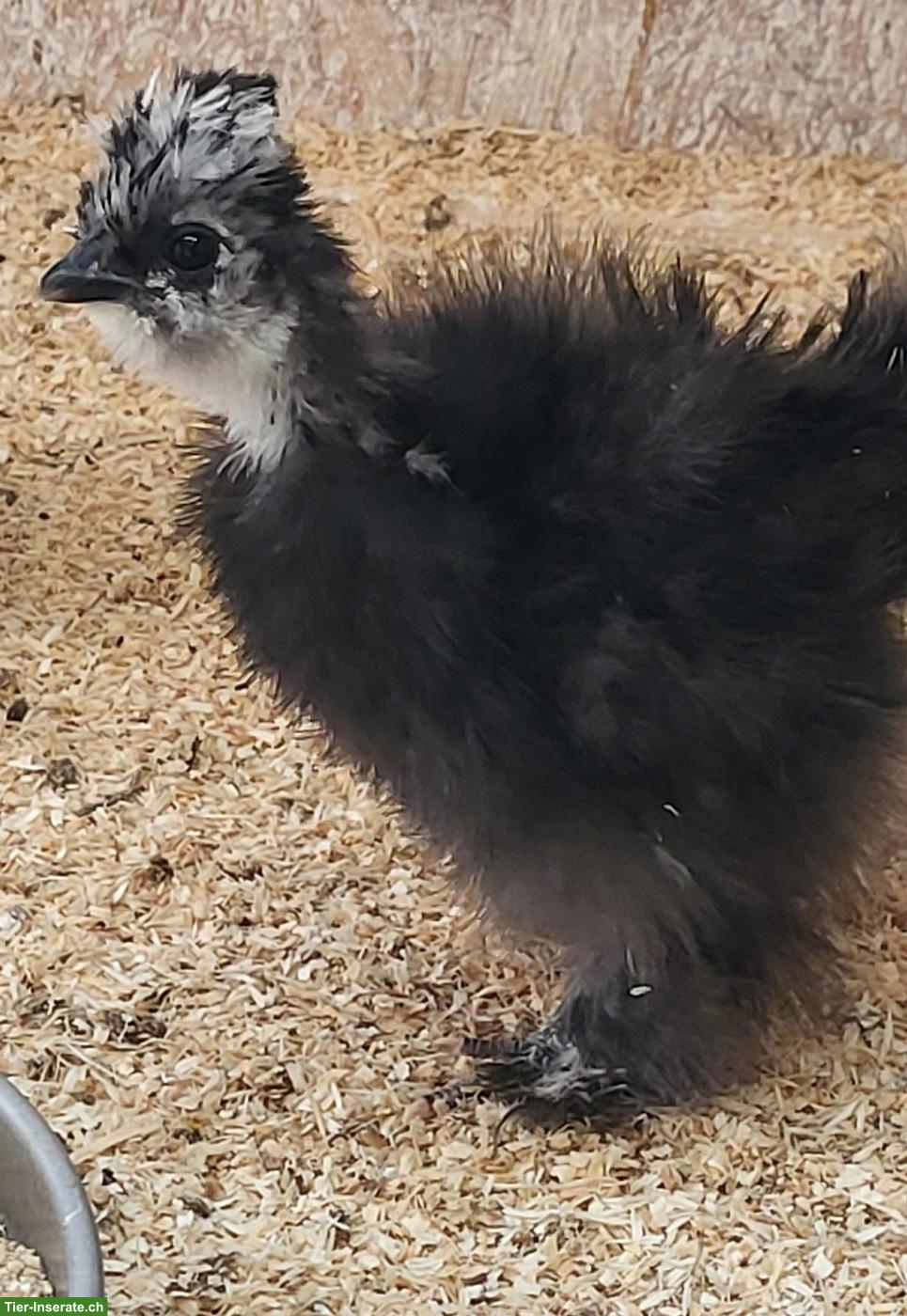 Bild 2: US Silkies Hennen, blau & blau-mottled