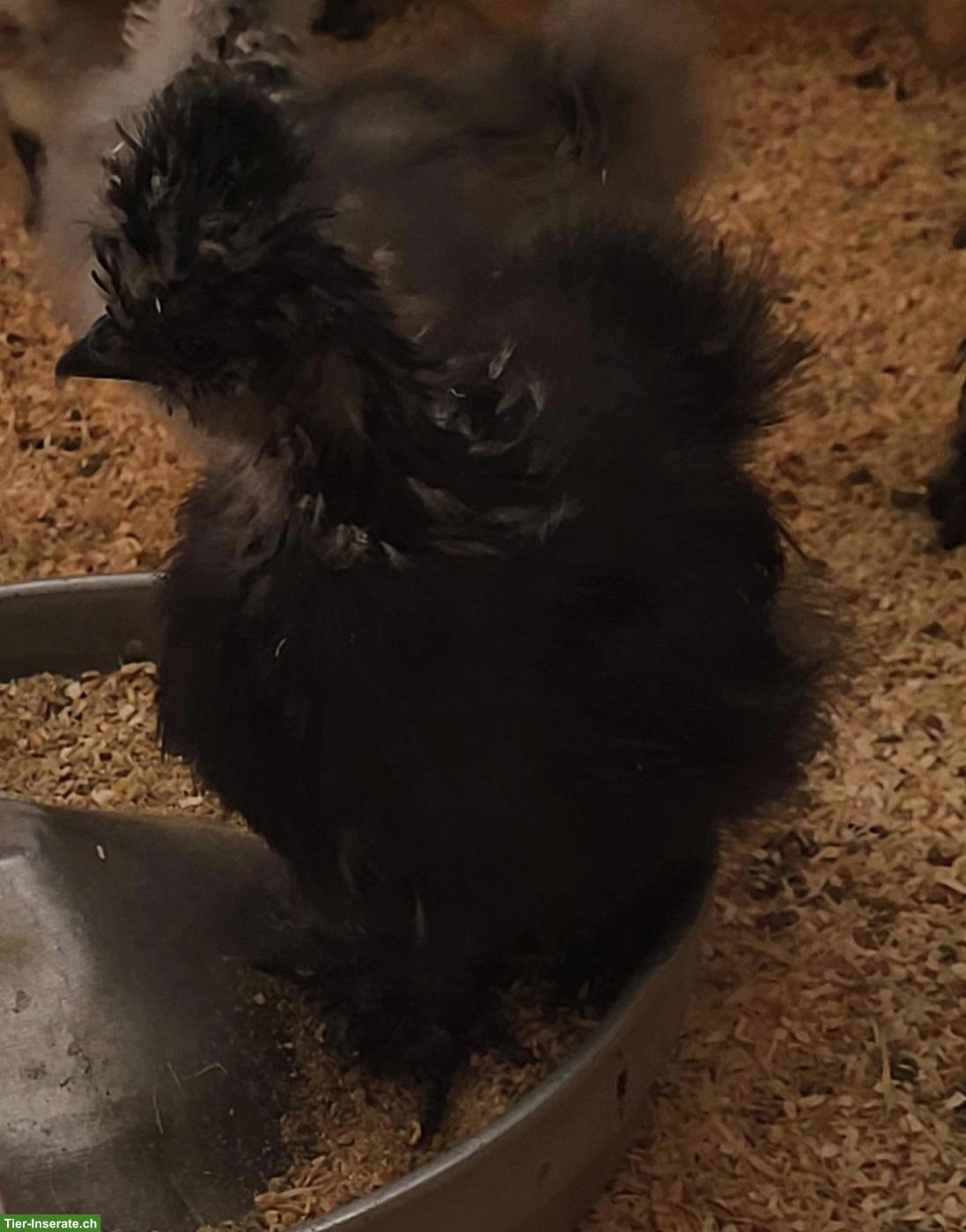 Bild 3: US Silkies Hennen, blau & blau-mottled
