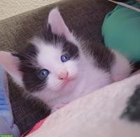 Maine Coon Mix Kitten, Kater (Brüder)