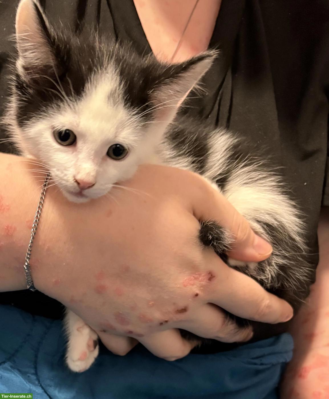 Bild 2: Maine Coon Mix Kitten, Kater (Brüder), stubenrein