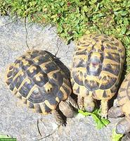 Griechische Schildkröten THB zu verkaufen.