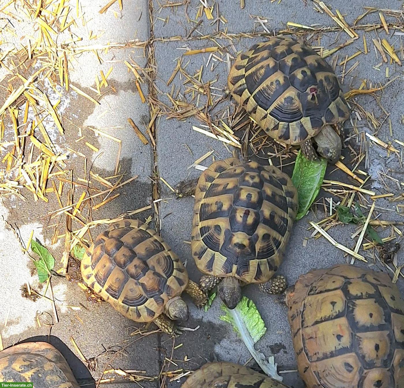 Bild 2: Griechische Schildkröten THB zu verkaufen.