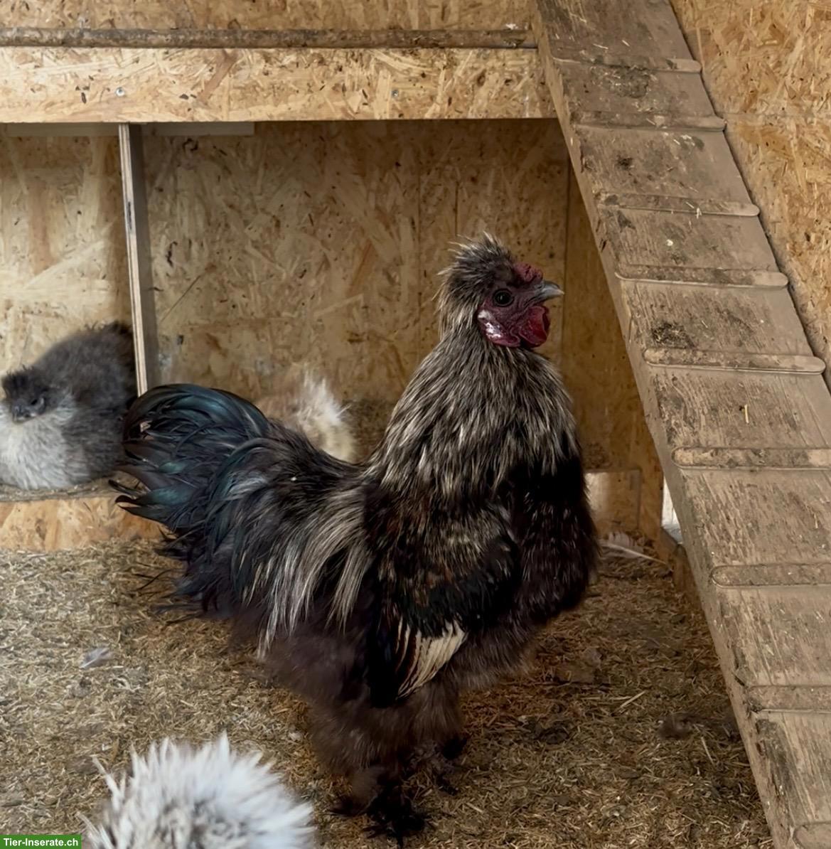 Zwerg-Seidenhuhn Hahn, wunderschön und sehr zahm