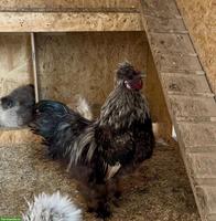 Zwerg-Seidenhuhn Hahn, wunderschön und sehr zahm