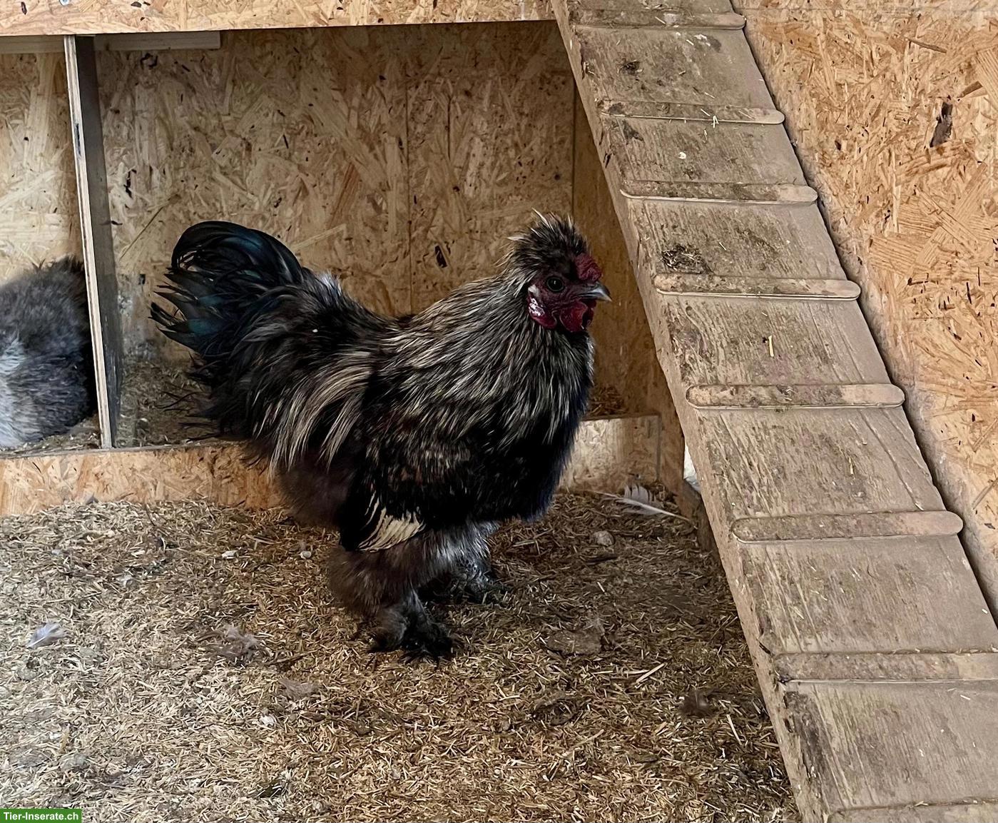 Bild 3: Zwerg-Seidenhuhn Hahn, wunderschön und sehr zahm