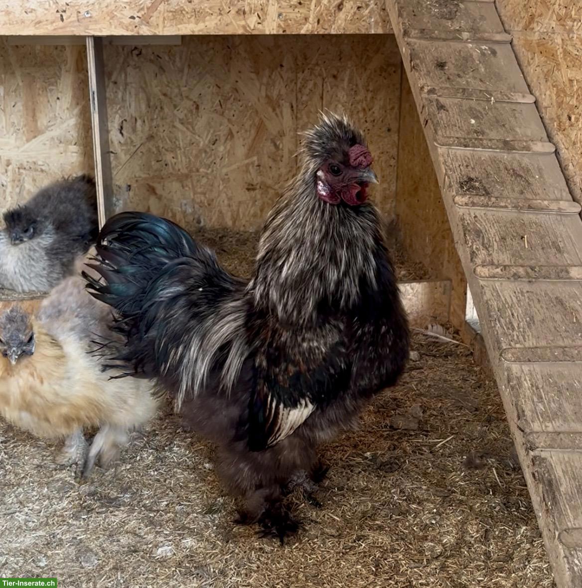 Bild 4: Zwerg-Seidenhuhn Hahn, wunderschön und sehr zahm