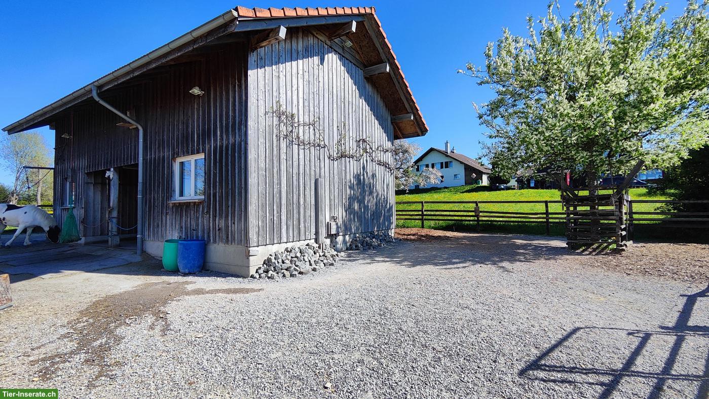 Bild 5: Offenstallplatz frei für Islandpferd Wallach, Region Uzwil SG