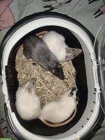 4 junge Ratten suchen liebevolles Zuhause