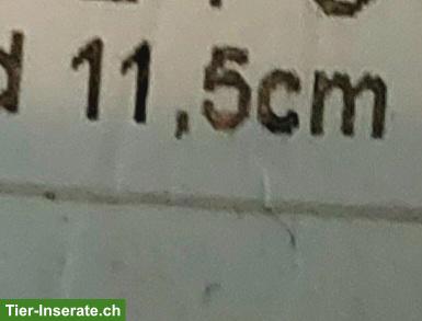 Bild 5: Sicherheitssteigbügel Islandpferd, Gr. 11.5 cm, NEU