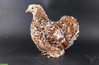 Junge Zwerg-Cochins & andere Rassen, alles Hennen
