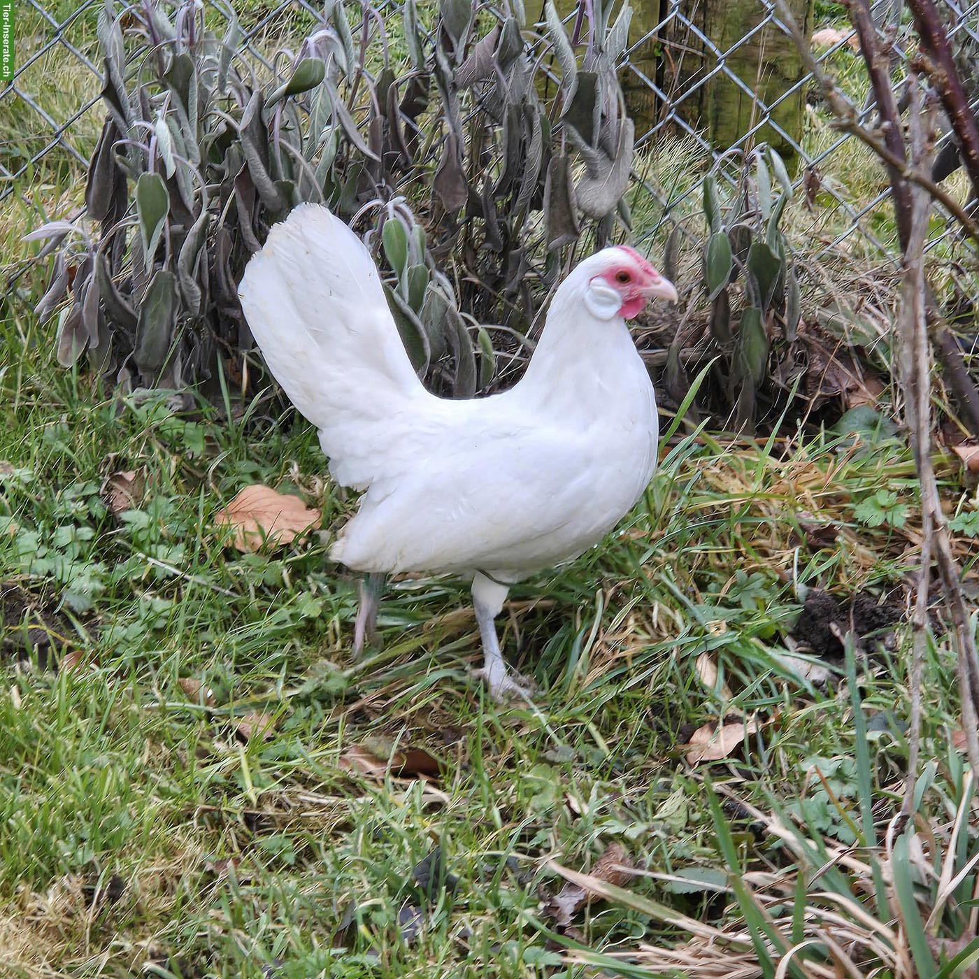 Bild 3: Junge Zwerg-Cochins & andere Rassen, alles Hennen