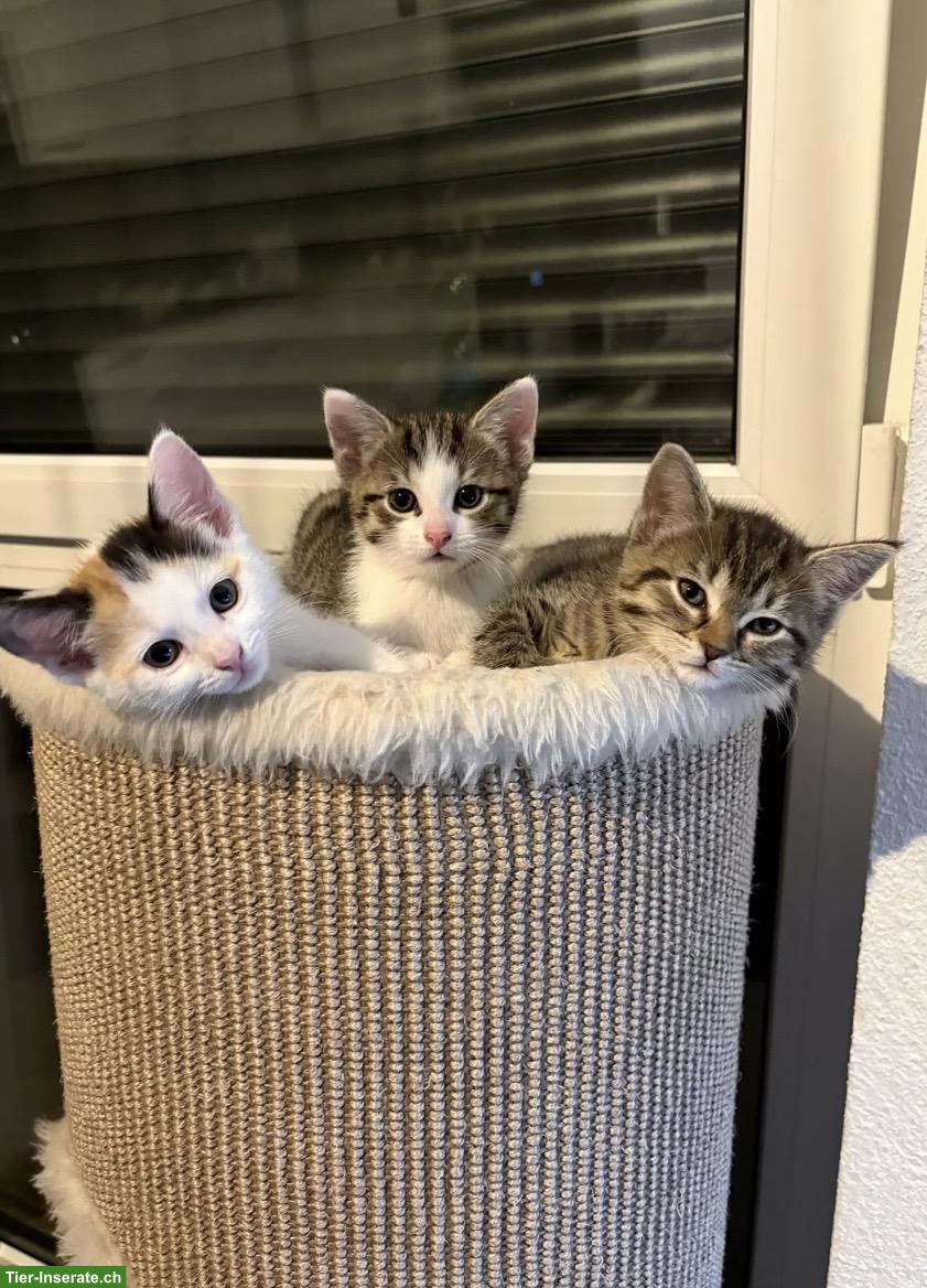 Mix Kitten suchen ein liebevolles Zuhause