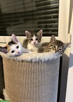 Mix Kitten suchen ein liebevolles Zuhause