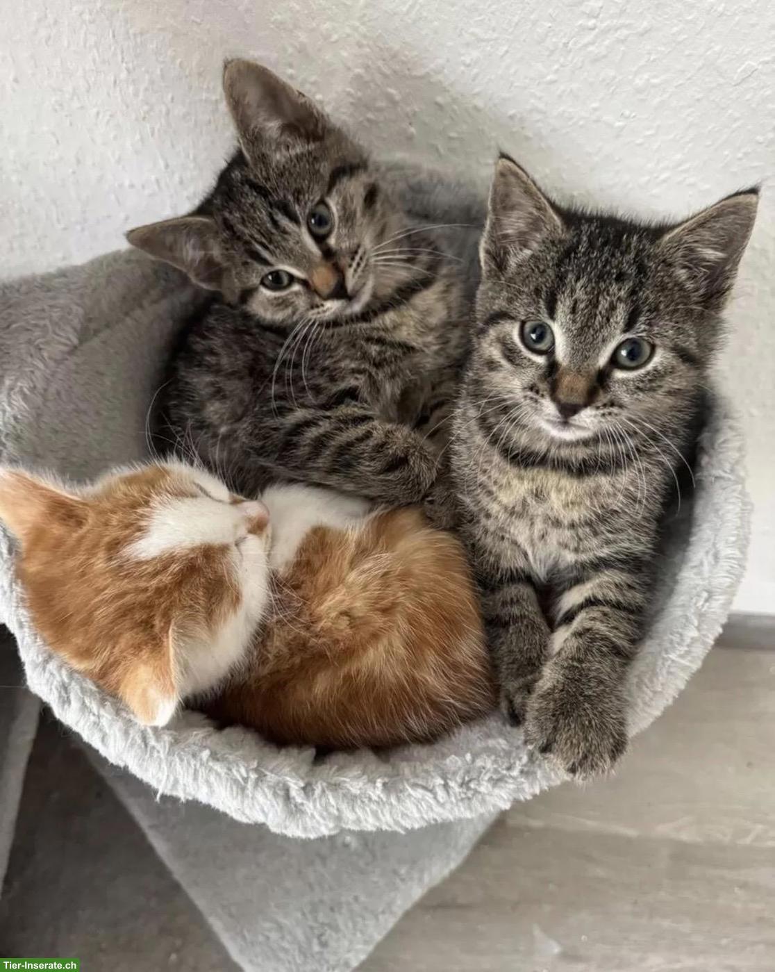Bild 2: Mix Kitten suchen ein liebevolles Zuhause