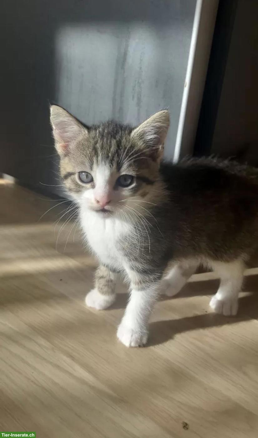 Bild 3: Mix Kitten suchen ein liebevolles Zuhause