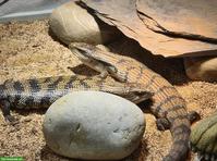 2 Blauzungenskinke inkl. Terrarium dringend abzugeben