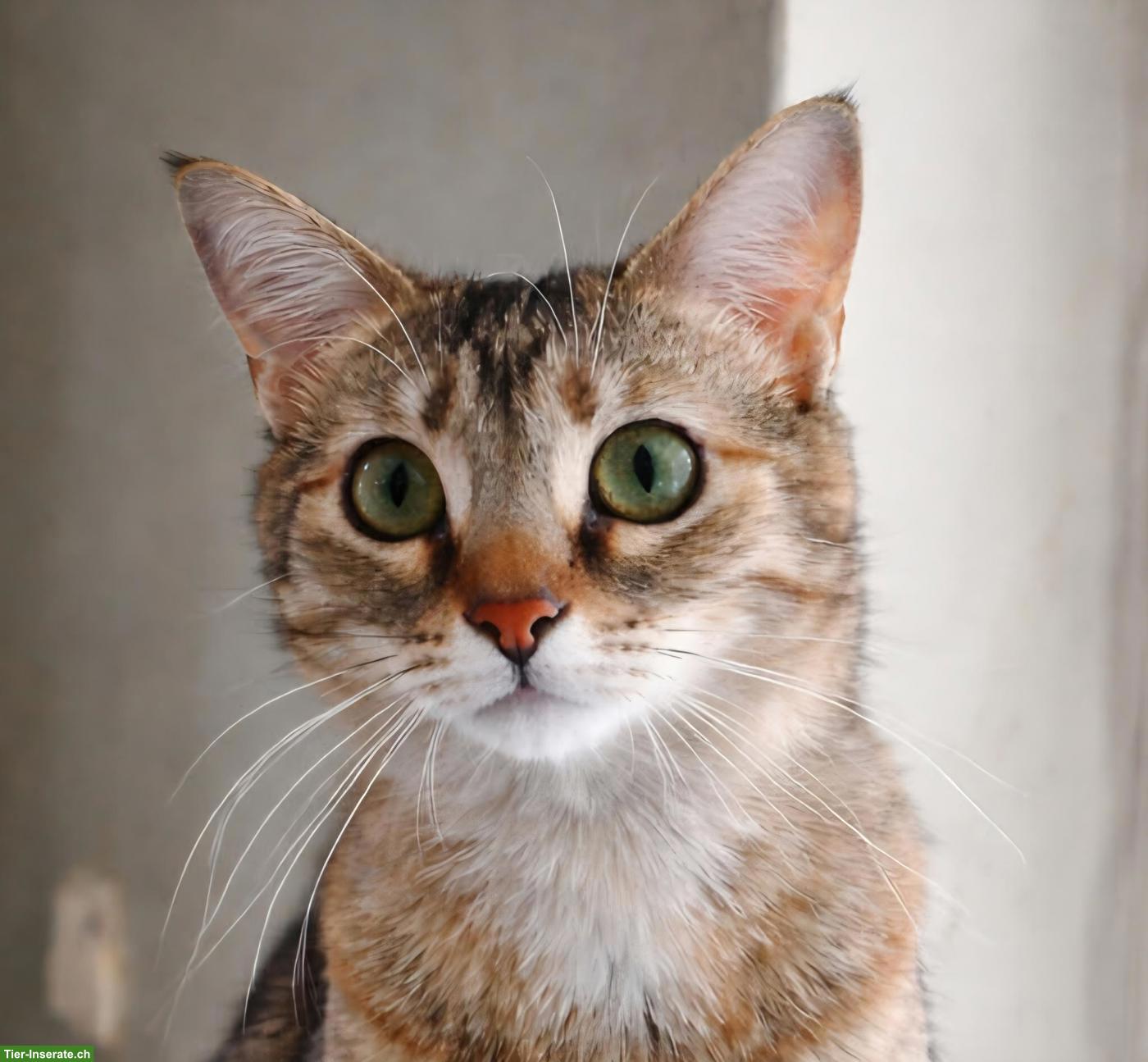 Katze Tsitsini, zärtliche Einzelprinzessin sucht ihren Menschen