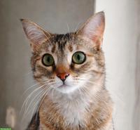Katze Tsitsini, zärtliche Einzelprinzessin sucht ihren Menschen
