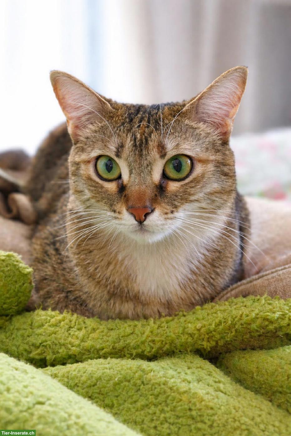 Bild 2: Katze Tsitsini, zärtliche Einzelprinzessin sucht ihren Menschen