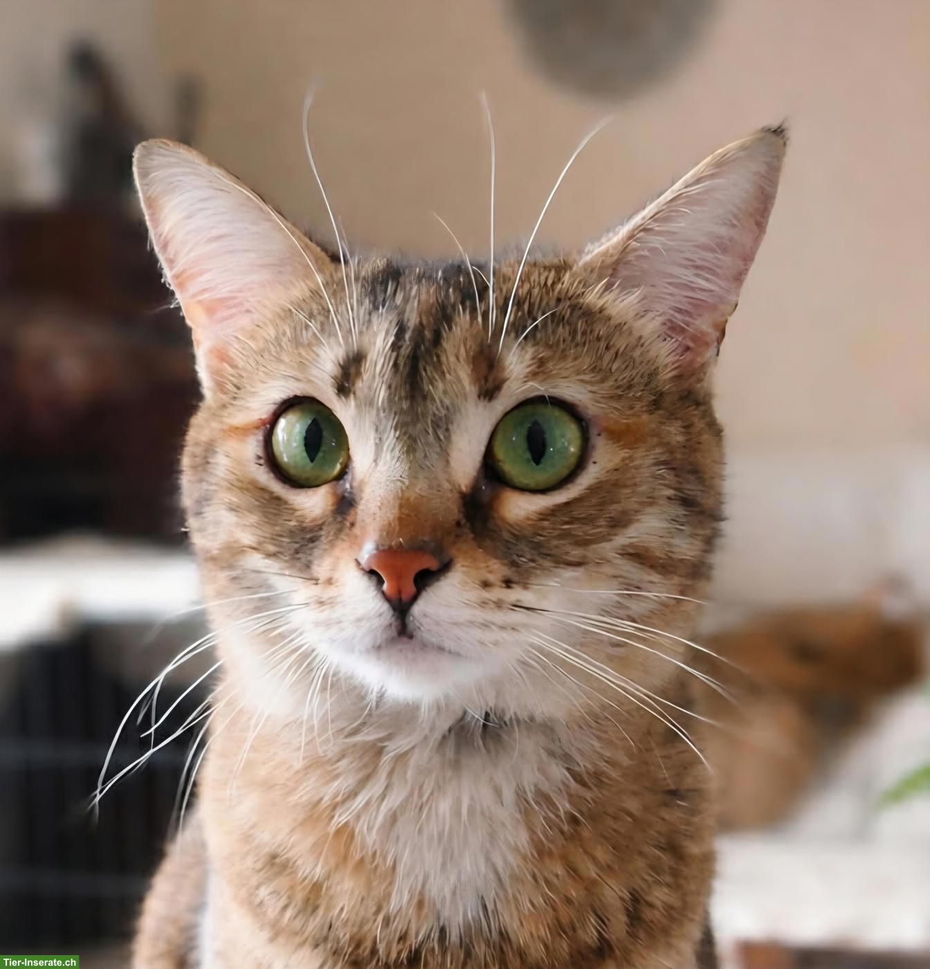 Bild 3: Katze Tsitsini, zärtliche Einzelprinzessin sucht ihren Menschen